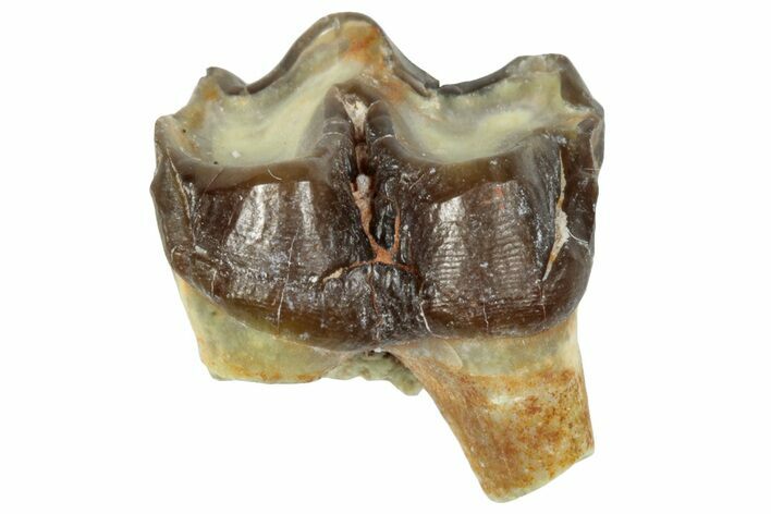 Fossil Horse (Mesohippus) Jaw Section - South Dakota #289505